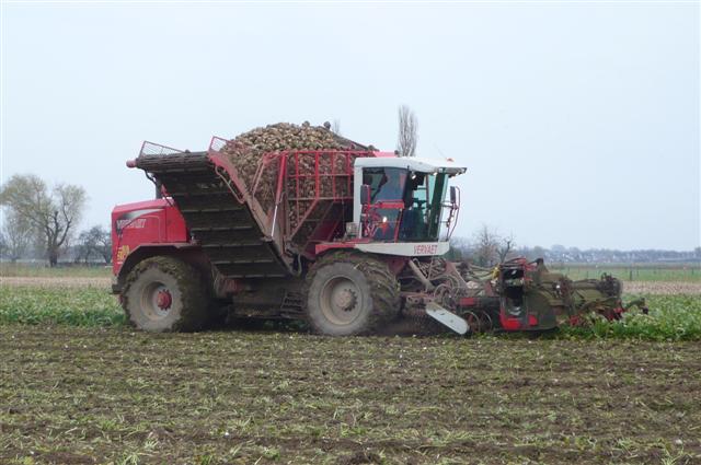 Bieten Rooien(2)