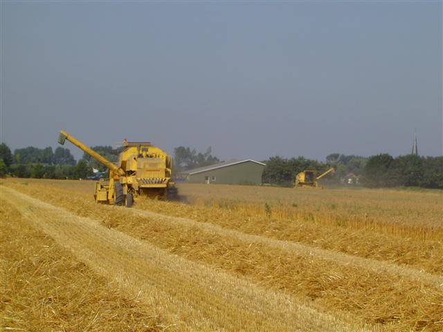 Oogsten Tarwe